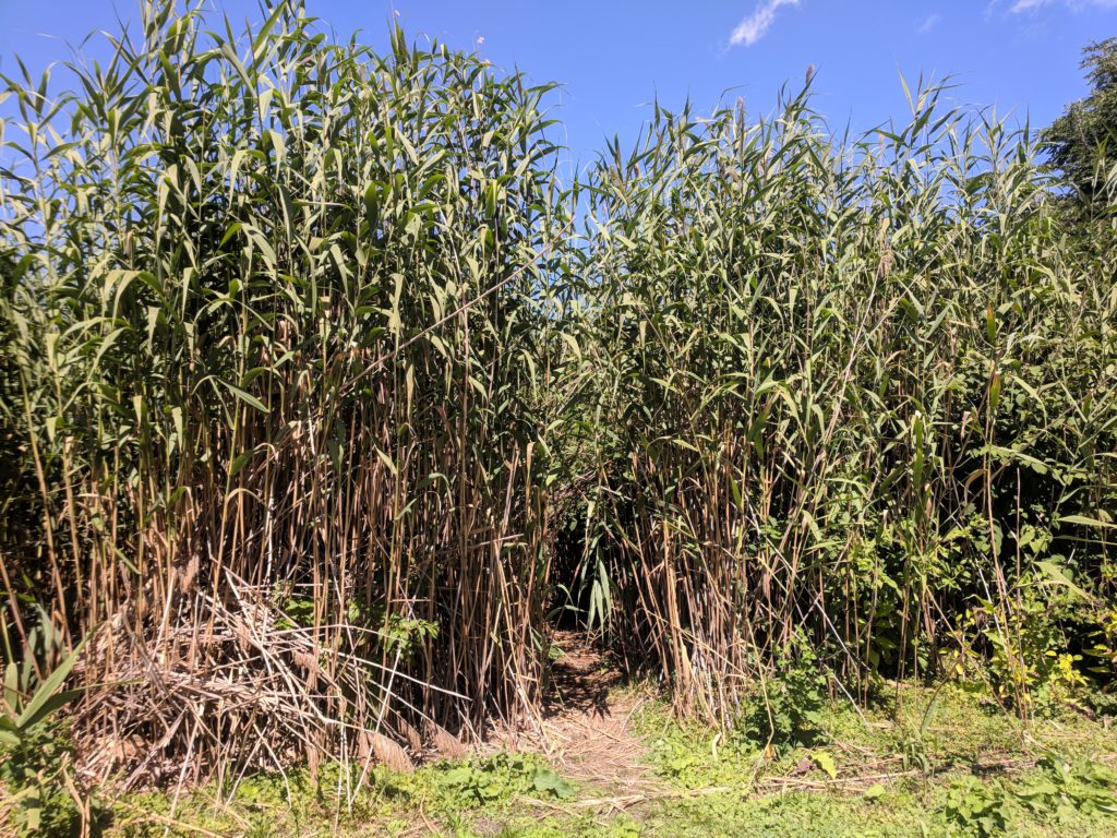 Phragmites in the Fens – Will Brownsberger